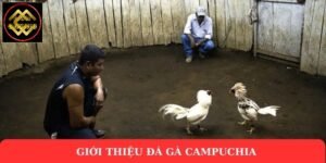 Giới thiệu đá gà Campuchia