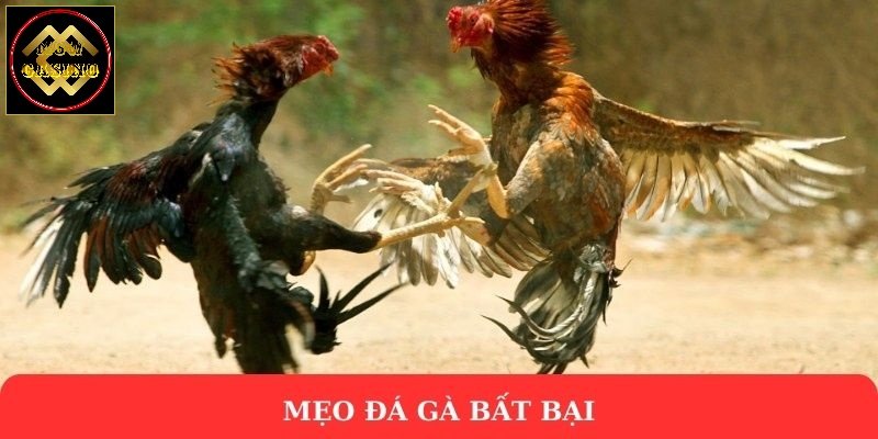 Mẹo đá gà bất bại