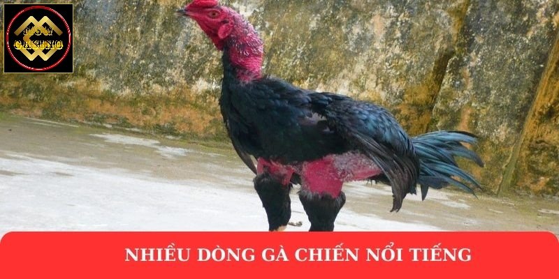 Nhiều dòng gà chiến nổi tiếng