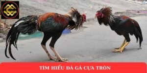 Tìm hiểu đá gà cựa tròn