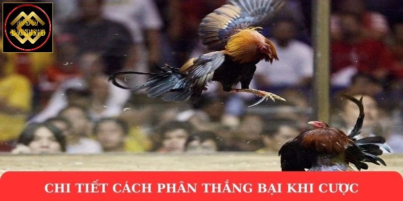 Chi tiết cách phân thắng bại khi cược