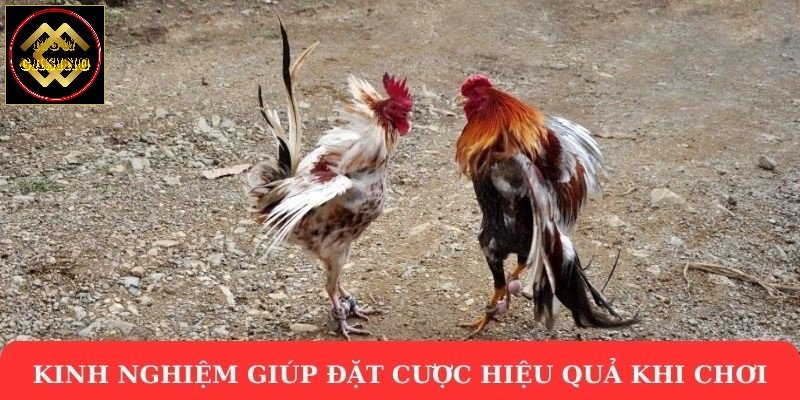 Kinh nghiệm giúp đặt cược hiệu quả khi chơi