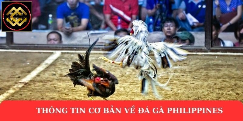 Thông tin cơ bản về đá gà Philippines