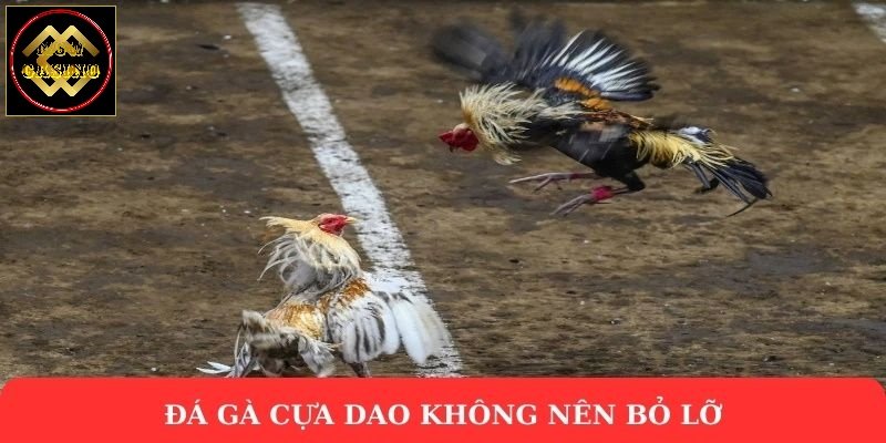 Đá gà cựa dao không nên bỏ lỡ