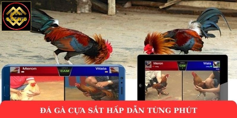 Đá gà cựa sắt hấp dẫn từng phút