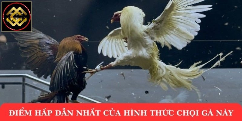 Điểm hấp dẫn nhất của hình thức chọi gà Thomo