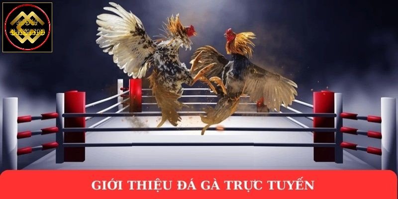 Giới thiệu đá gà trực tuyến