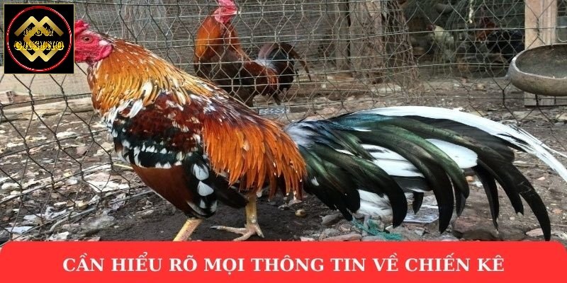 Cần hiểu rõ mọi thông tin về chiến kê