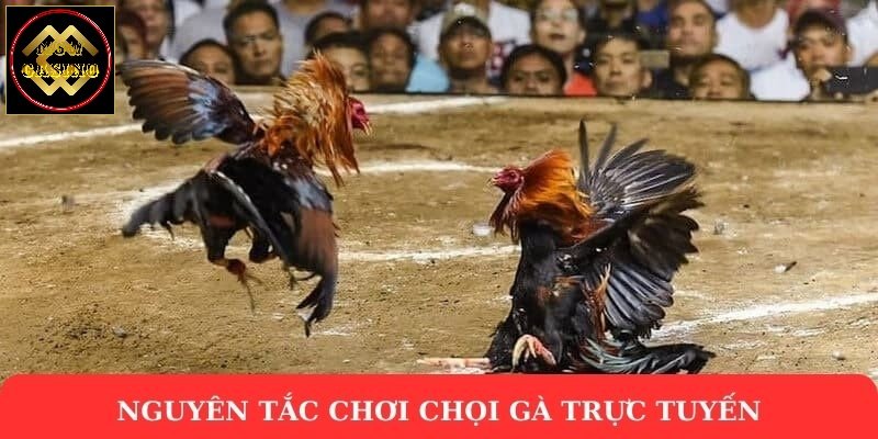 Nguyên tắc chơi chọi gà trực tuyến